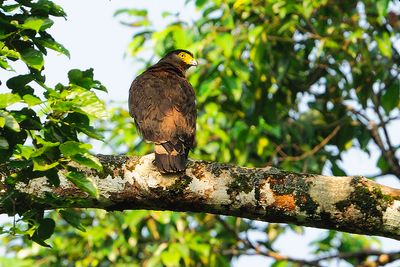 Crested Serpent-Eagle ( Spilornis cheela )