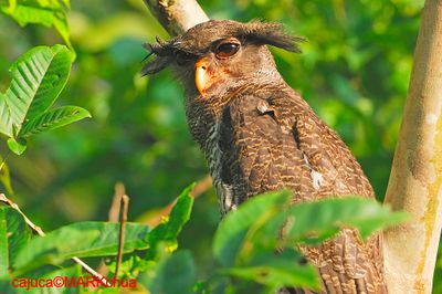Barred Eagle Owl (Bubo sumatranus)