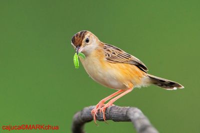 Zitting Cisticola ( Cisticola juncidis )