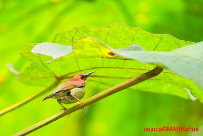 Red-throated Sunbird (Anthreptes rhodolaemus)