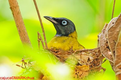 Black-headed Bulbul (Pycnonotus atriceps)