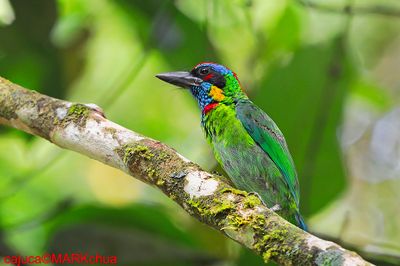 Red-crowned Barbet (Megalaima rafflesii)