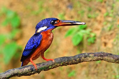 Blue-eared Kingfisher (Alcedo meninting)