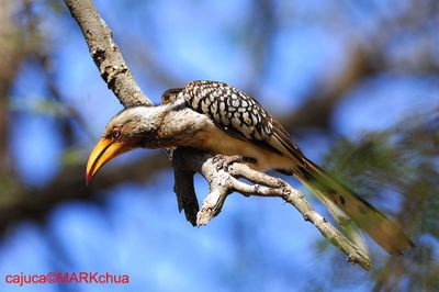 Southern Yellow-billed Hornbill (Tockus leucomelas )