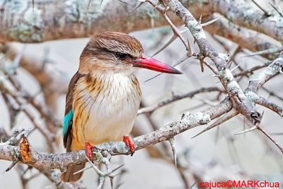 DSC_6248.jpg
