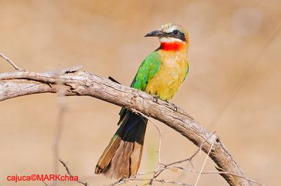 White-fronted Bee-eater