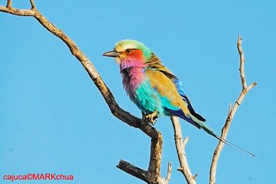 Lilac-Breasted Roller