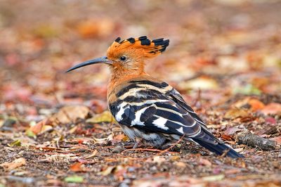 African Hoopoe