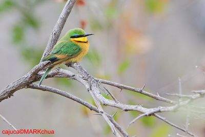 Little Bee-eater