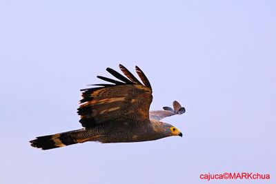 DSC_4528_filtered.jpg