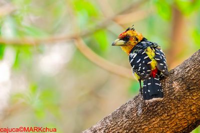 Crested Barbet (Trachyphonus vaillantii )