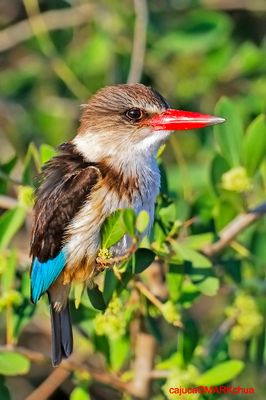 Brown hooded Kingfisher (Halcyon albiventris)