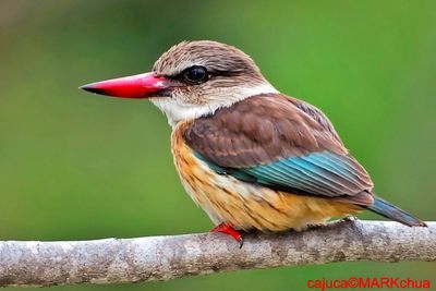 Brown-hooded Kingfisher (Halcyon albiventris)