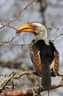 Southern Yellow-billed Hornbill (Tockus leucomelas )