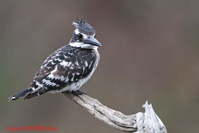 Pied Kingfisher