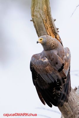 DSC_5546.jpg