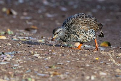 Natal Francolin (immature)