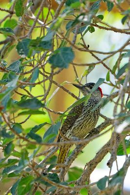 Golden-tailed Woodpecker (female)