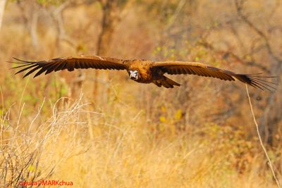 Hooded Vulture (Necrosyrtes monachus)