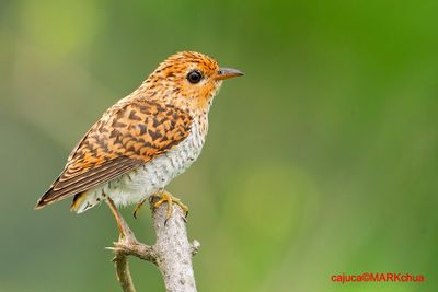 Plaintive Cuckoo, juvenile