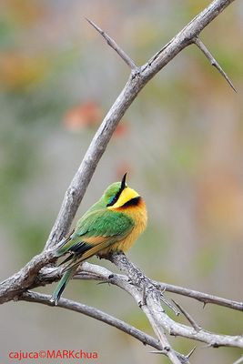 Little Bee-eater (Merops pusillus )