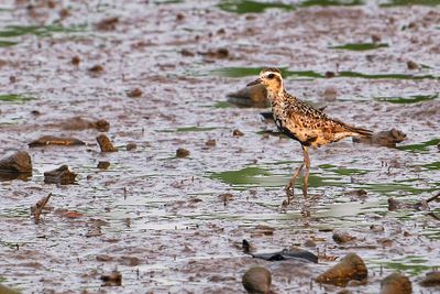 Pacific Golden Plover ( Pluvialis fulva )