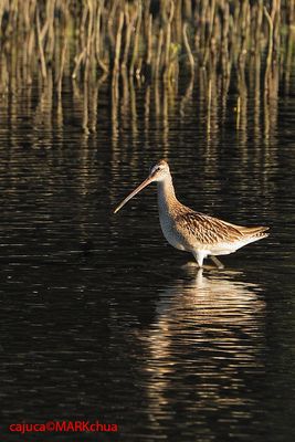 Asian Dowitcher (Limnodromus semipalmatus)