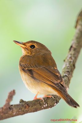 Brown-chested Jungle-flycatcher (Rhinomyias brunneata)