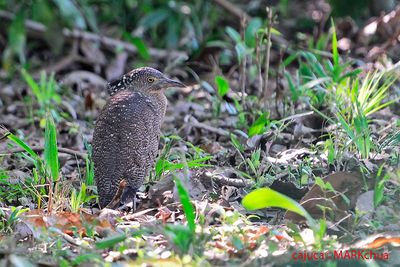 Malayan Night Heron, Juvenile (Gorsachius melanolophus)