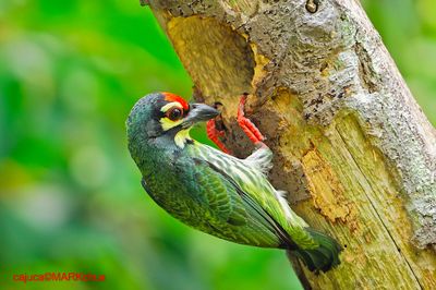 Coppersmith Barbet ( Megalaima haemacephala )