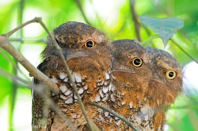 Javan Frogmouth (Batrachostomus javensis)