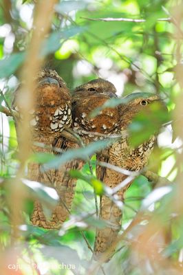 Javan Frogmouth (Batrachostomus javensis)