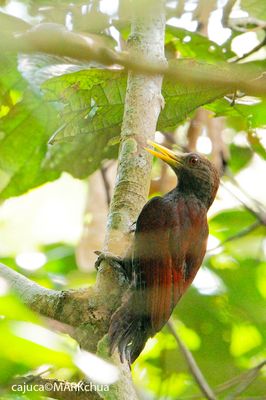 Maroon Woodpecker (Blythipicus rubiginosus)