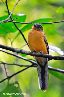 DSC_7686_filtered.jpg