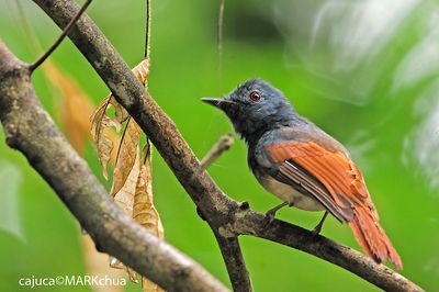 Family Prionopidae (Helmet-shrikes and relatives)