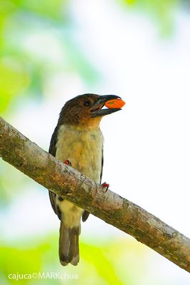 Brown Barbet (Calorhamphus fuliginosus)
