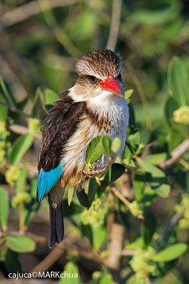 Brown-hooded Kingfisher (Halcyon albiventris)