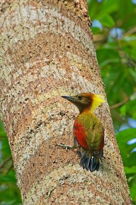 Checker-throated Woodpecker (Picus mentalis)