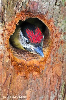 Laced Woodpecker ( Picus vittatus )