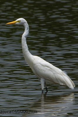 DSC_9488.jpg