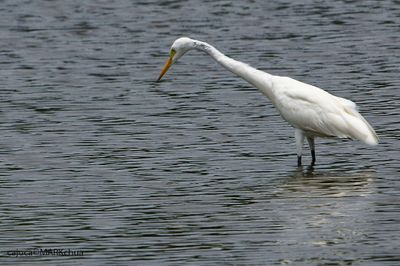 DSC_9498.jpg