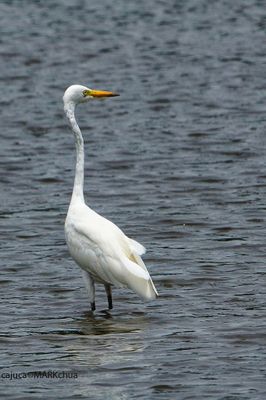 DSC_9541.jpg