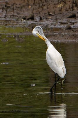Intermediate Egret (Mesophoyx intermedia)