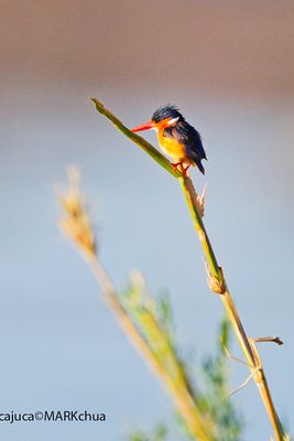 DSC_5371.jpg