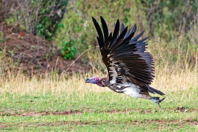 Lappet-faced Vulture (Aegypius tracheliotus)