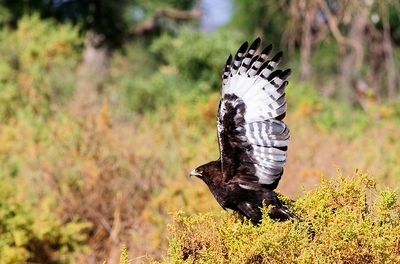 Long-crested Eagle (Lophaetus occipitalis)