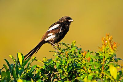Magpie Shrike (Urolestes melanoleucus)