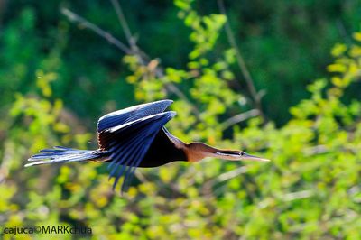 African Darter (Anhinga rufa)