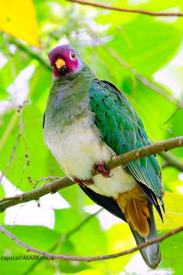 Jambu Fruit-Dove ( Ptilinopus jambu )