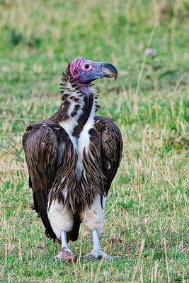 Lappet-faced vulture (Aegypius tracheliotus)